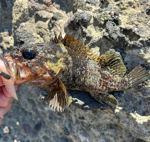 ムラソイの釣果