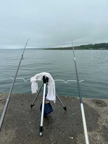 ウグイの釣果