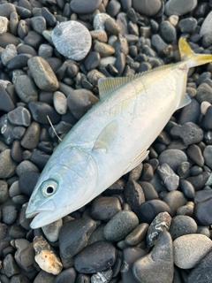 ワカナゴの釣果