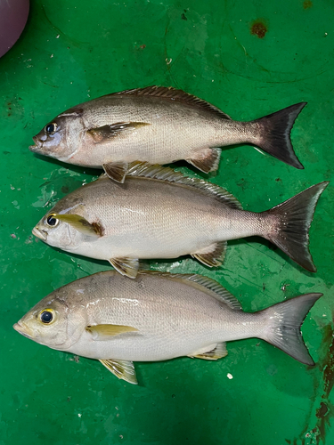 イサキの釣果