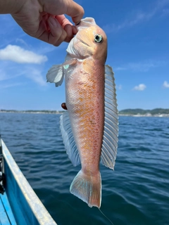 シロアマダイの釣果