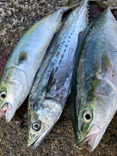 イナダの釣果