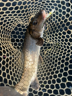 ニゴイの釣果