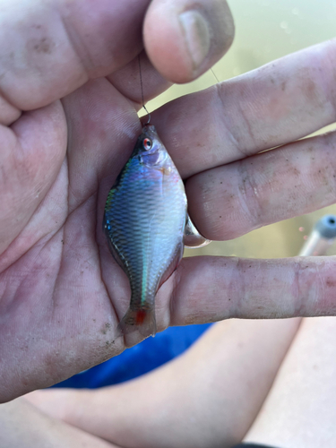 タナゴの釣果