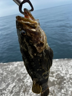 ベッコウゾイの釣果