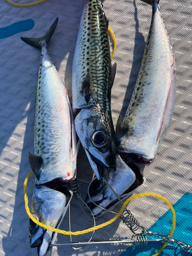 ゴマサバの釣果