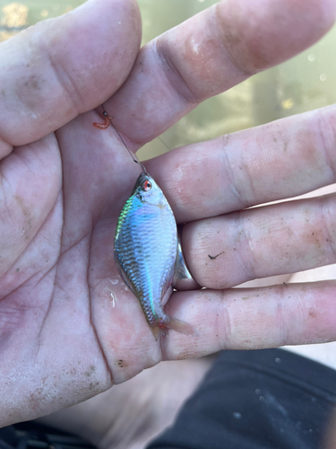 タナゴの釣果