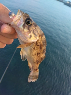 クロソイの釣果