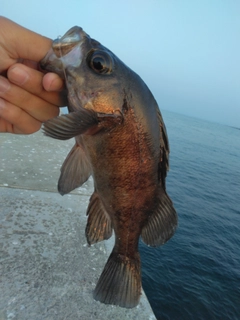 クロメバルの釣果