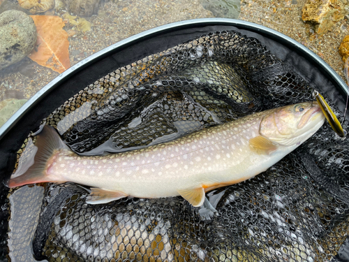 イワナの釣果