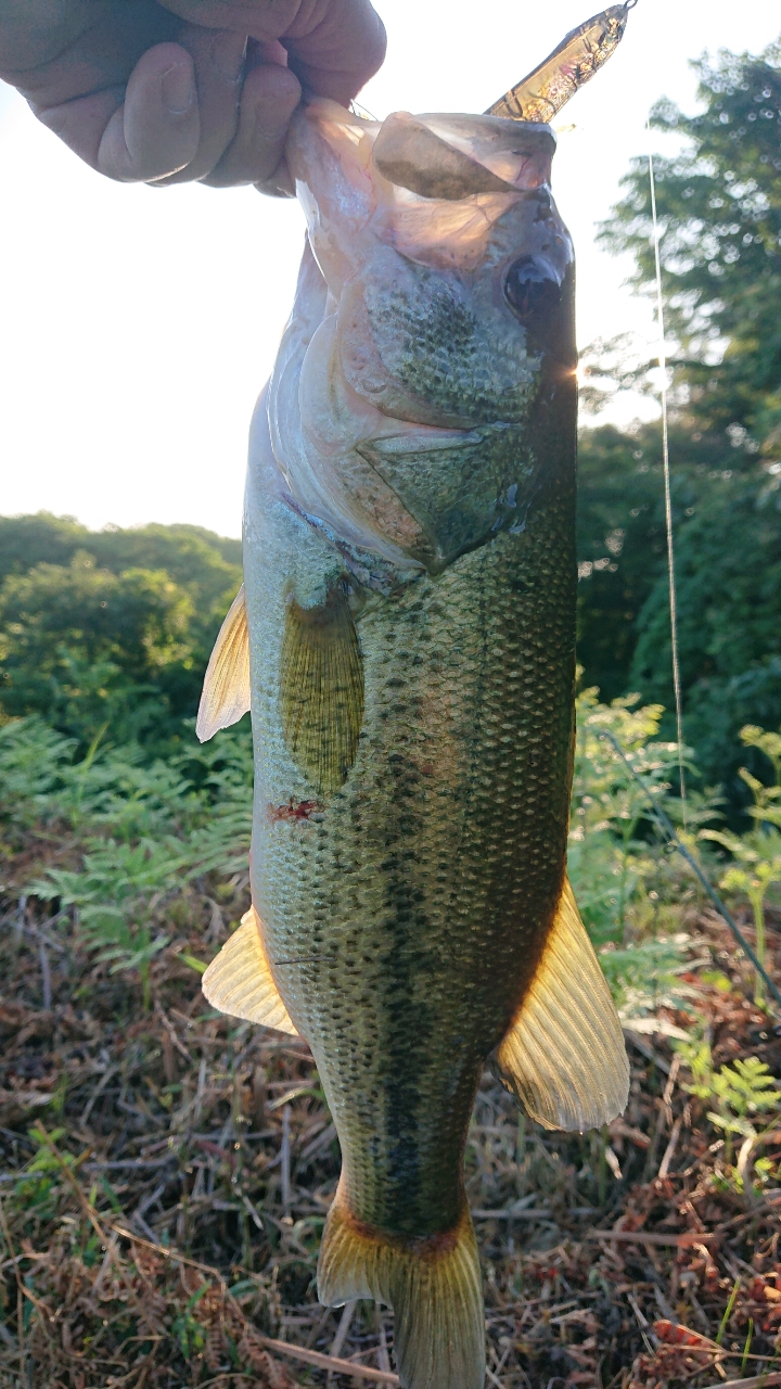 ブラックバス