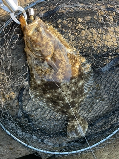 ヒラメの釣果