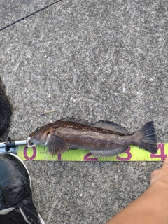 アイナメの釣果