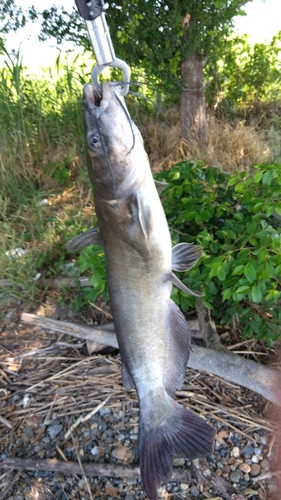 アメリカナマズの釣果