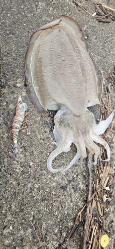 モンゴウイカの釣果