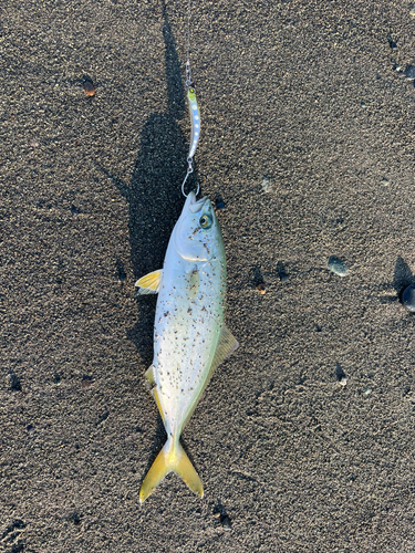 ワカシの釣果