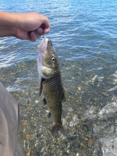 ニゴイの釣果