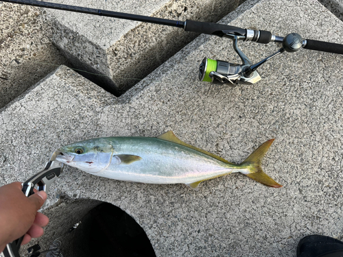 ハマチの釣果