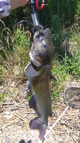 アメリカナマズの釣果