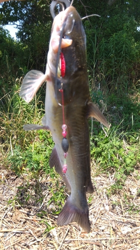 アメリカナマズの釣果