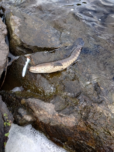 ライギョの釣果