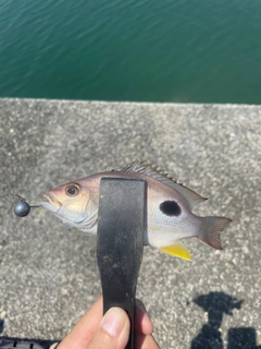 クロホシフエダイの釣果