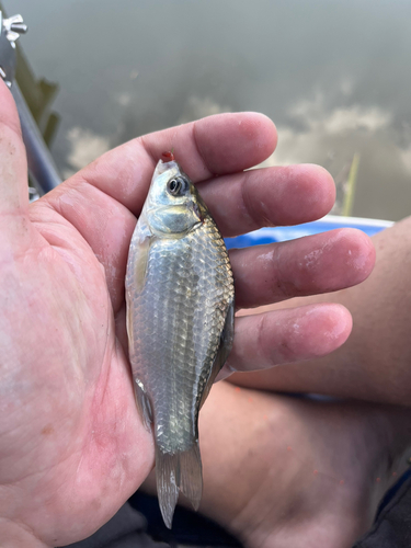 フナの釣果