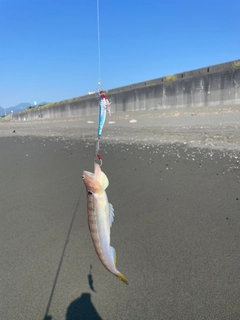 エソの釣果