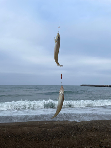 キスの釣果