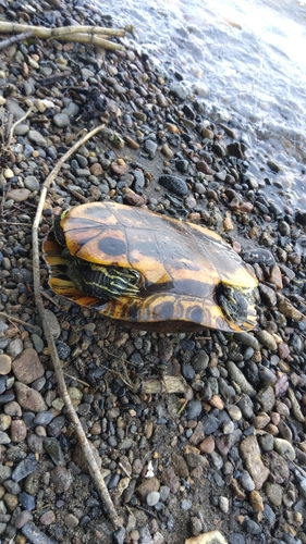 アメリカナマズの釣果