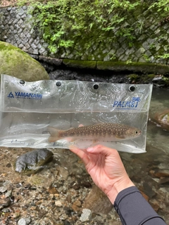 イワナの釣果