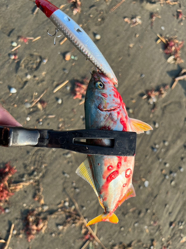 ワカシの釣果