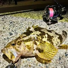 タケノコメバルの釣果