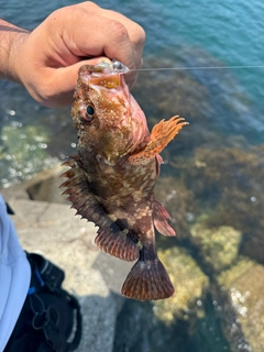 カサゴの釣果