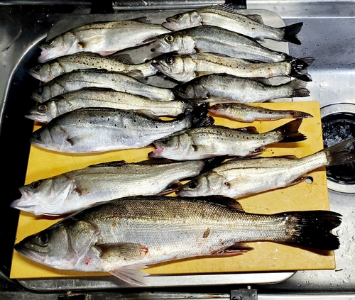 シーバスの釣果