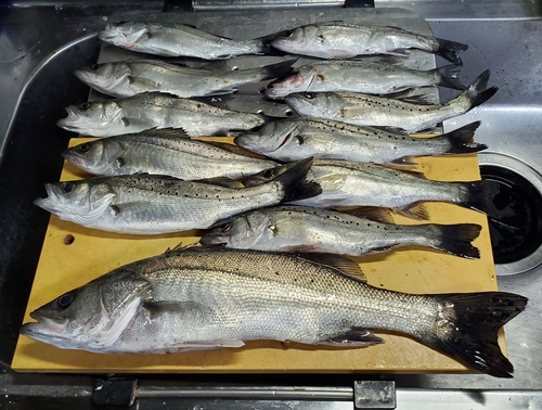 シーバスの釣果