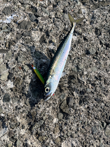 サバの釣果