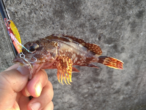 カサゴの釣果