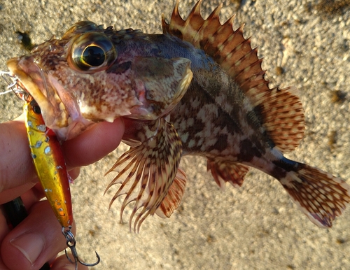 カサゴの釣果