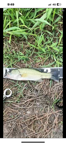 ブラックバスの釣果