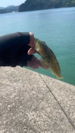 ハゼの釣果