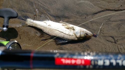 スズキの釣果