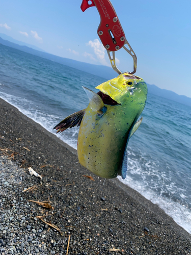 片浜海岸