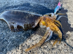 アオリイカの釣果