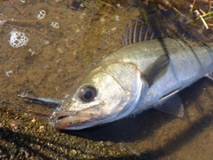 スズキの釣果