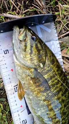 スモールマウスバスの釣果