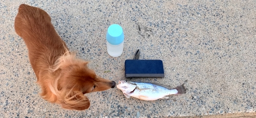 シログチの釣果