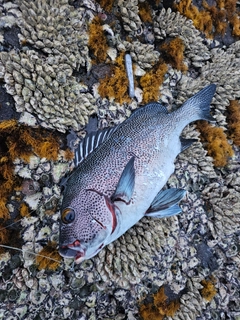 アジアコショウダイの釣果