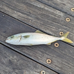 ワカシの釣果