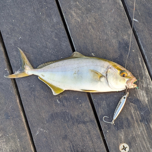 ショゴの釣果